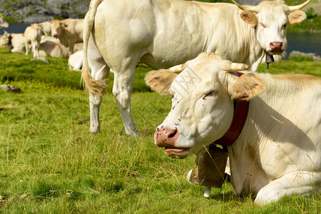 白牛群在高山草原上放牧图片