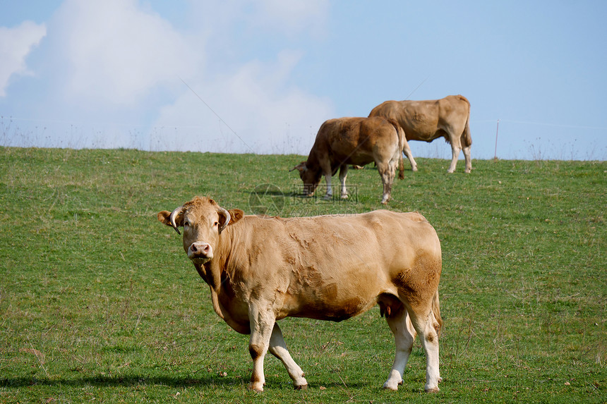 棕牛在草地中间图片