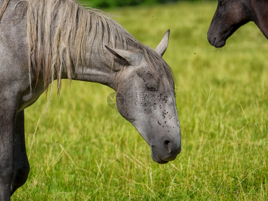 一匹美丽的灰色马在草原上图片