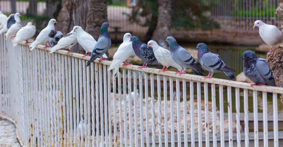 白鸽子和在公园的栏杆上图片