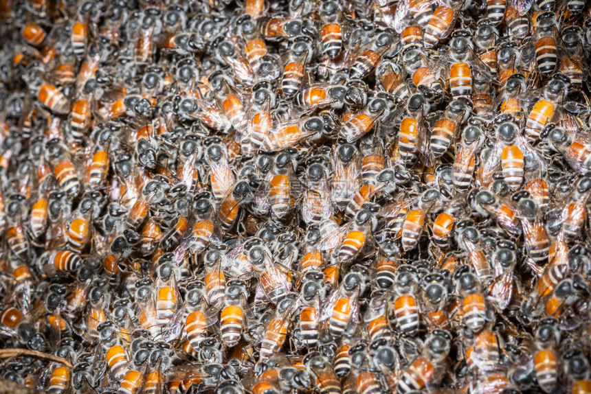 巢中的蜜蜂宏图片