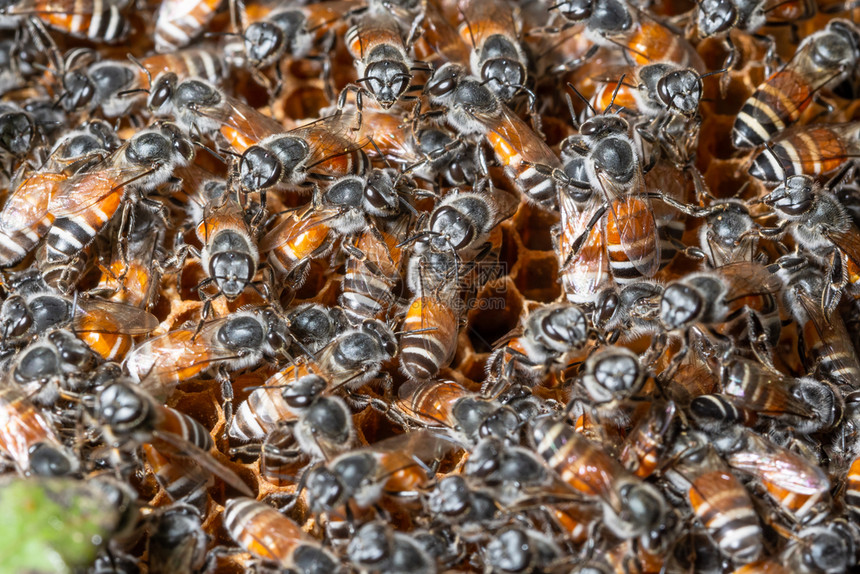 巢中的蜜蜂宏图片
