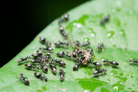 植物上的宏Ants图片
