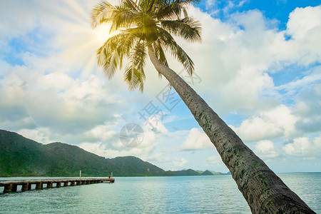 高昌的椰子树和海景图片