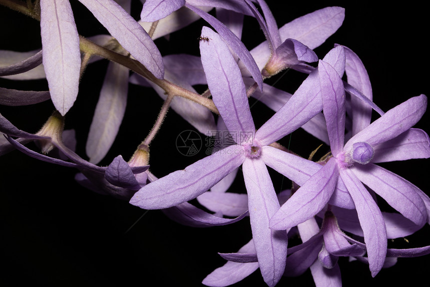 紫花宏观背景图片
