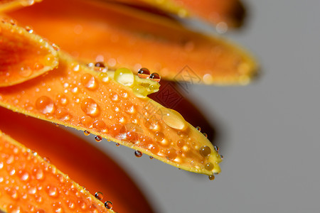 橙花瓣上的水滴背景图片