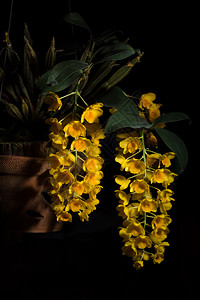 黄色兰花黑背景图片