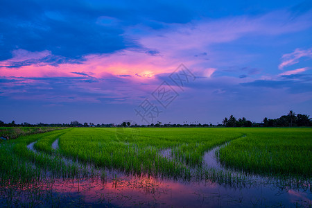 晚上稻田和天空图片