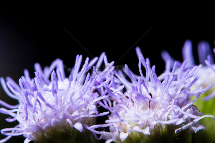 紫草花团图片