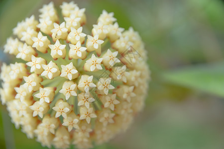 Hoya橙花背景背景图片