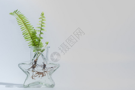 清玻璃瓶白色底的ferns图片