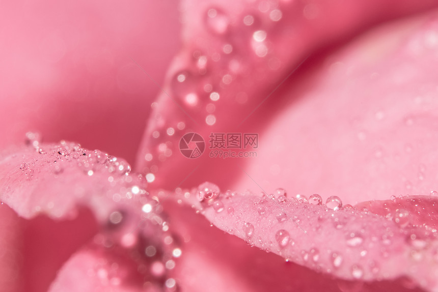 玫瑰花瓣水滴的宏观背景图片