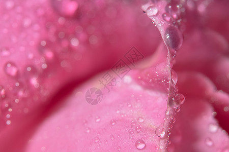 玫瑰花瓣水滴的宏观背景图片