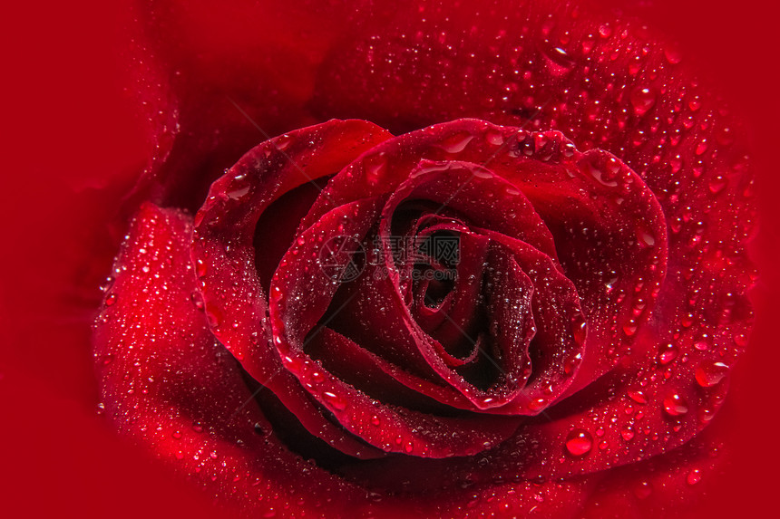 红玫瑰上水滴的宏观背景图片