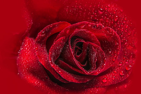 红玫瑰上水滴的宏观背景背景图片