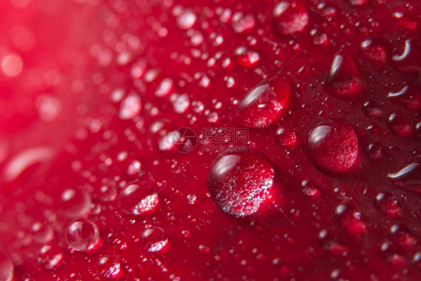 红玫瑰花瓣上水滴的宏观背景图片