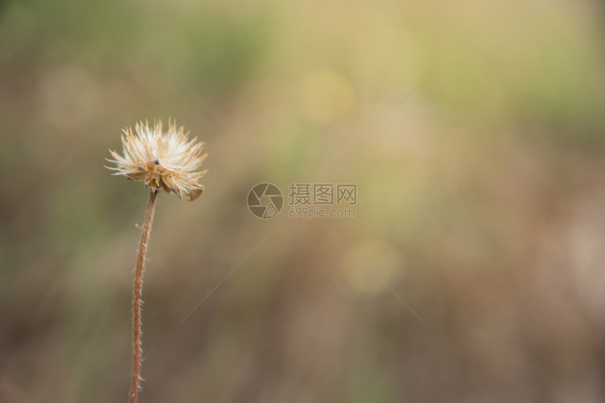 背景宏花图片