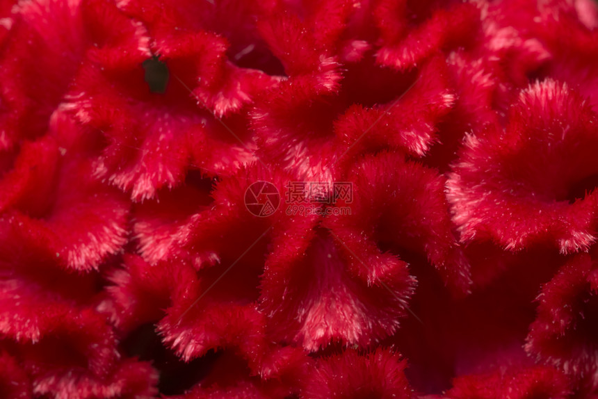 宏红花的典型背景图片