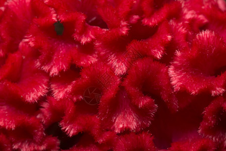 宏红花的典型背景背景图片