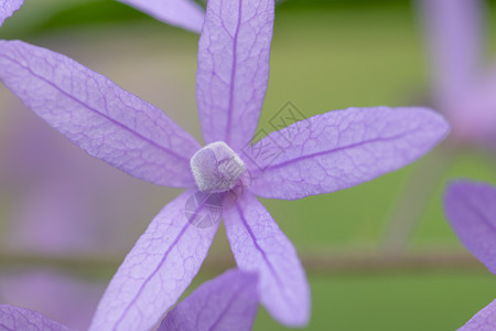 紫花宏观背景背景图片