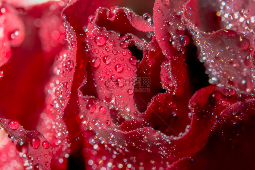 红玫瑰上水滴的宏观背景图片