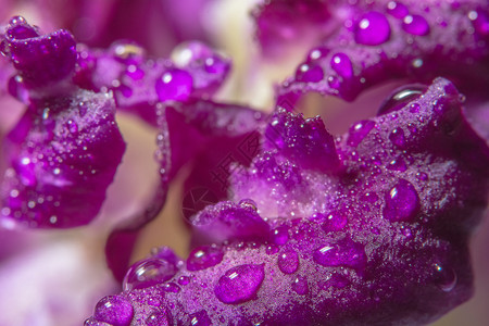 宏观背景紫兰花瓣上的水滴图片