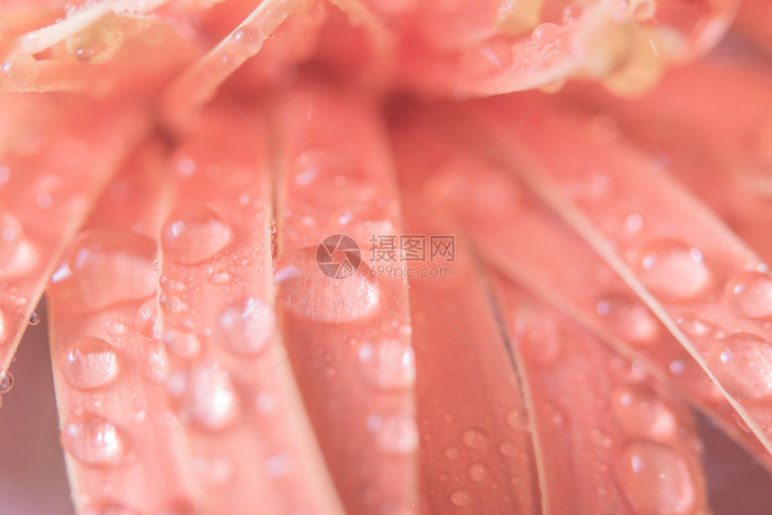 粉红花瓣上水滴的背景图片