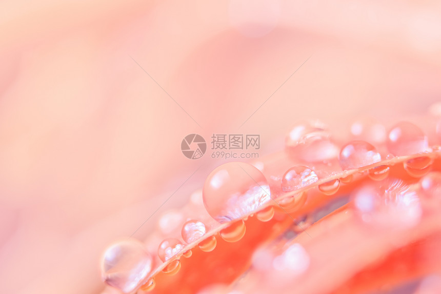 粉红花瓣上水滴的背景图片