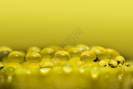 黄色植物上的大型水滴图片