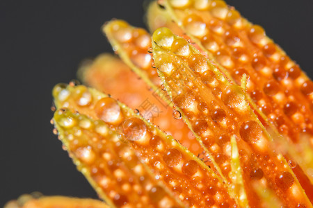 橙花瓣上的水滴图片