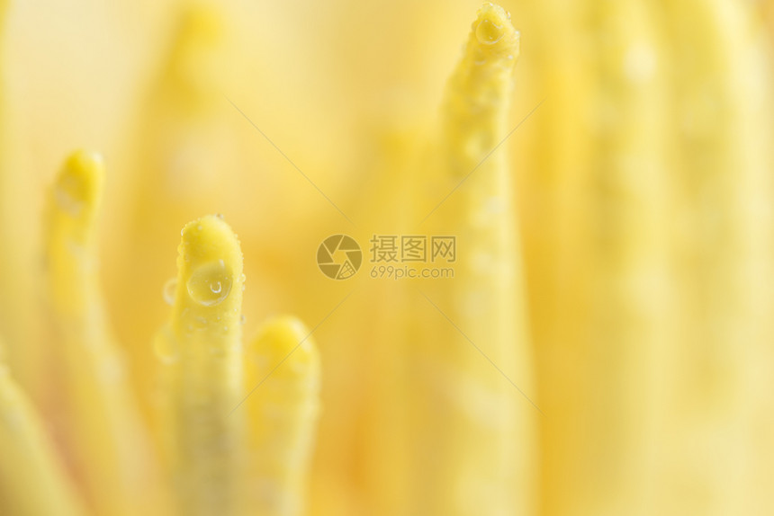黄莲花粉上的水滴图片