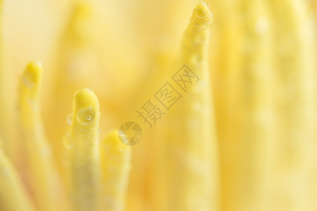 黄莲花粉上的水滴背景图片