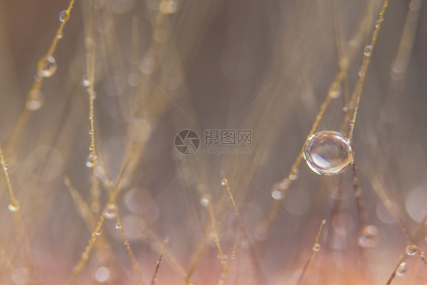 Bokeh背景的草花上宏观水滴图片