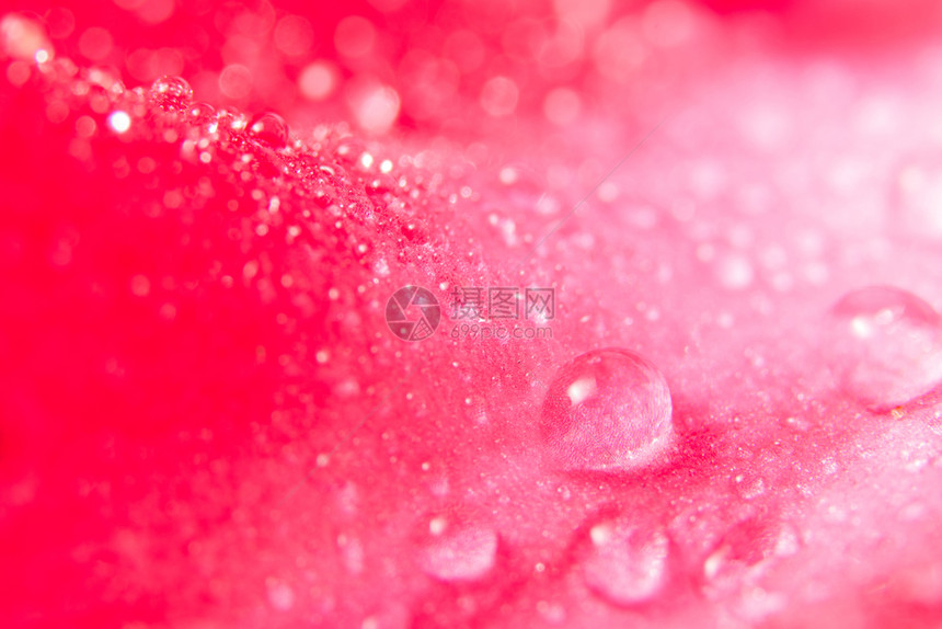 粉红花瓣上的背景小滴图片
