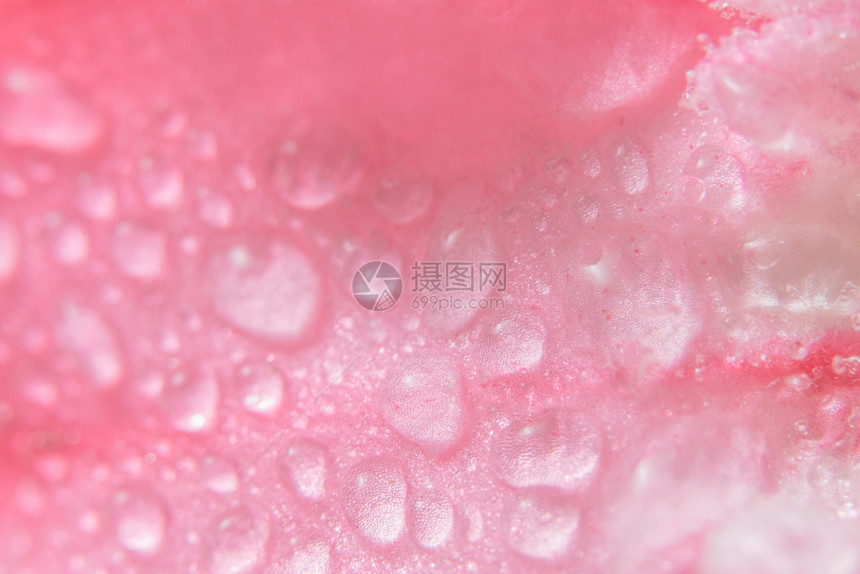 粉红花瓣上的背景小滴图片