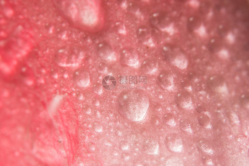 粉红花瓣背景的水滴图片