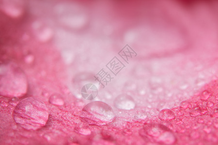粉红色花瓣上的水滴图片