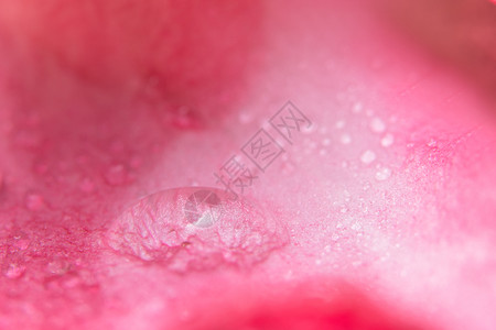 粉红花瓣背景的水滴图片