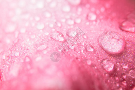 粉红色花瓣上的水滴图片