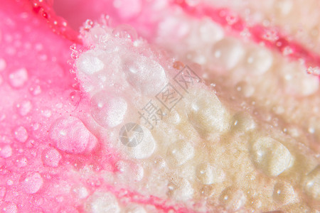 粉红花瓣背景的水滴背景图片
