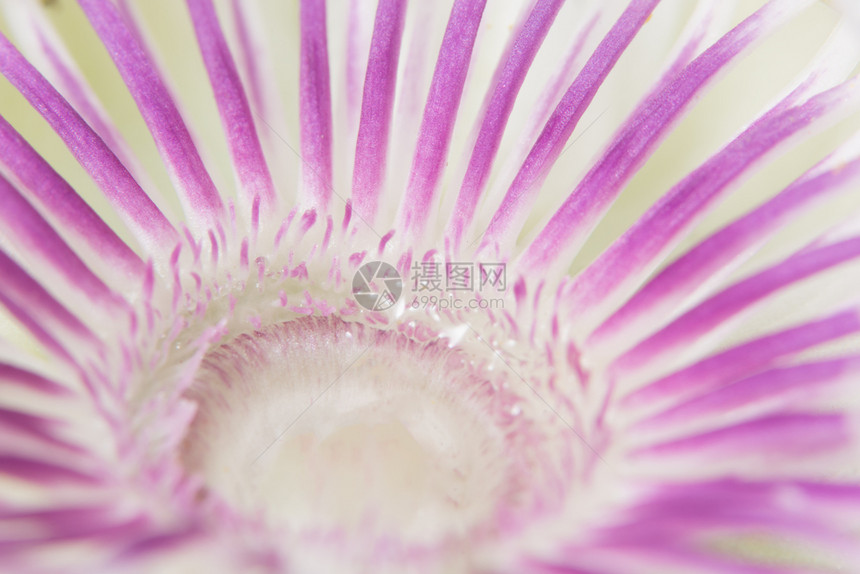 紫花背景图片