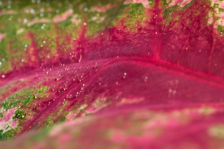 红叶上的水滴图片