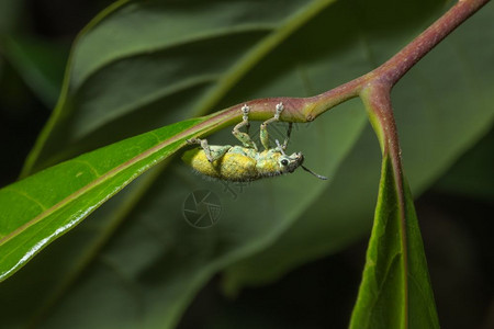 植物上的昆虫假肢图片