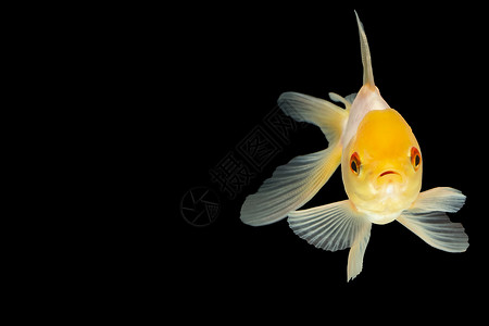 金鱼大型白头图片