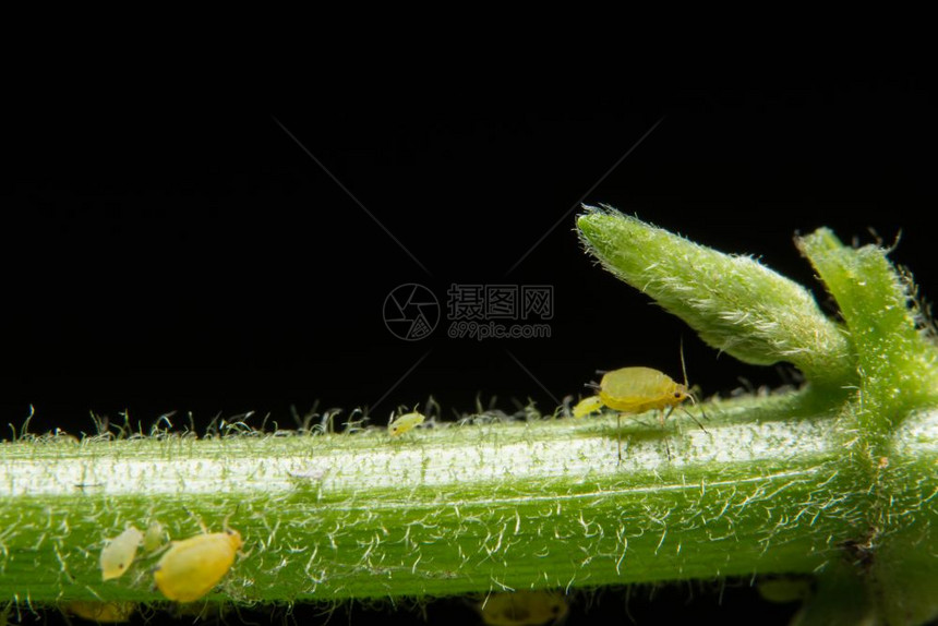 皮蜂科学名称甲状腺虫科赫图片