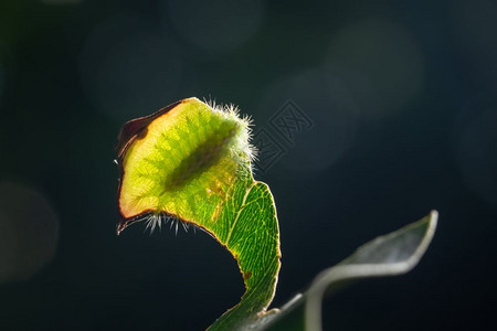叶子上的宏毛虫背景图片