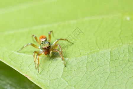 植物上的大型蜘蛛背景图片