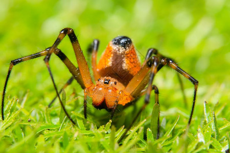 草林上的大型蜘蛛背景图片