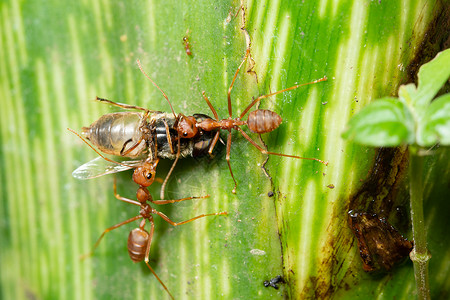 大型蚂蚁在叶子上图片