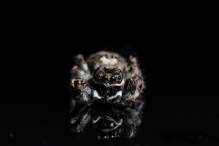 黑镜上的宏蜘蛛背景图片